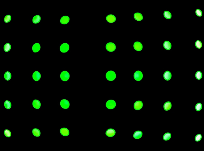 MT4 vs MT5 in Account Management: Which MAM Plugin to Choose—And Why It’s Not Just a Marketing Question