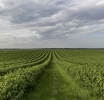 Agro-Forex in the Era of Climate Shifts: Why Coffee and Sugar Are Becoming More Volatile Than Bitcoin and How Small Brokers Can Enter This Market