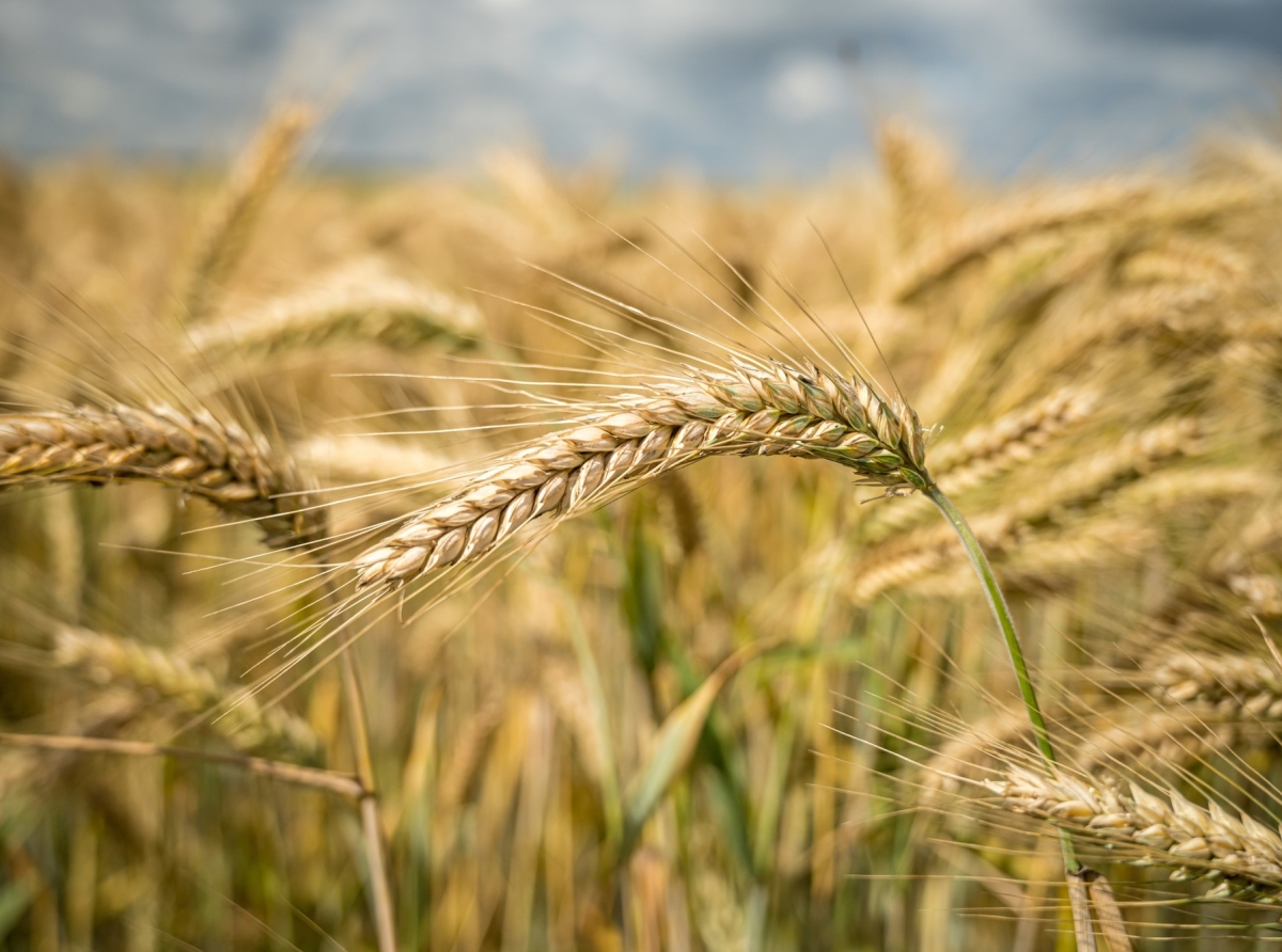 Wheat Bull Run Returns: Hedge Funds Shift After 4 Years